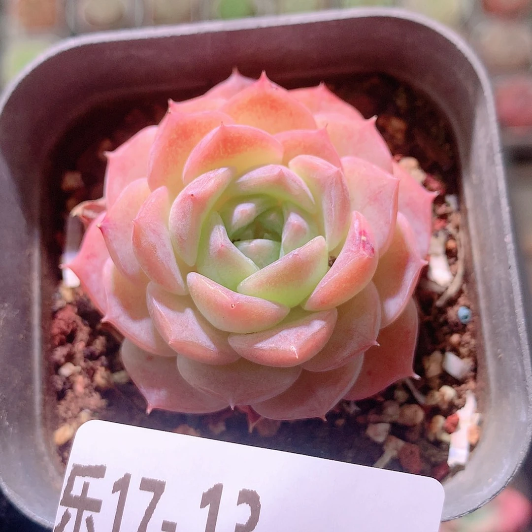 乐然17-13 纯爱单头