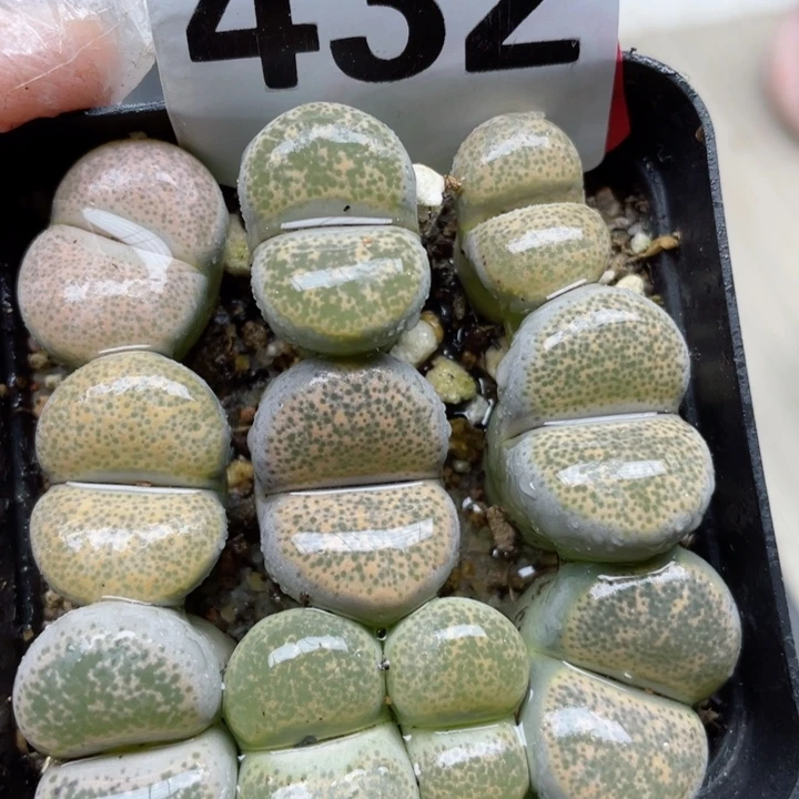 432彩碧琉璃带盆