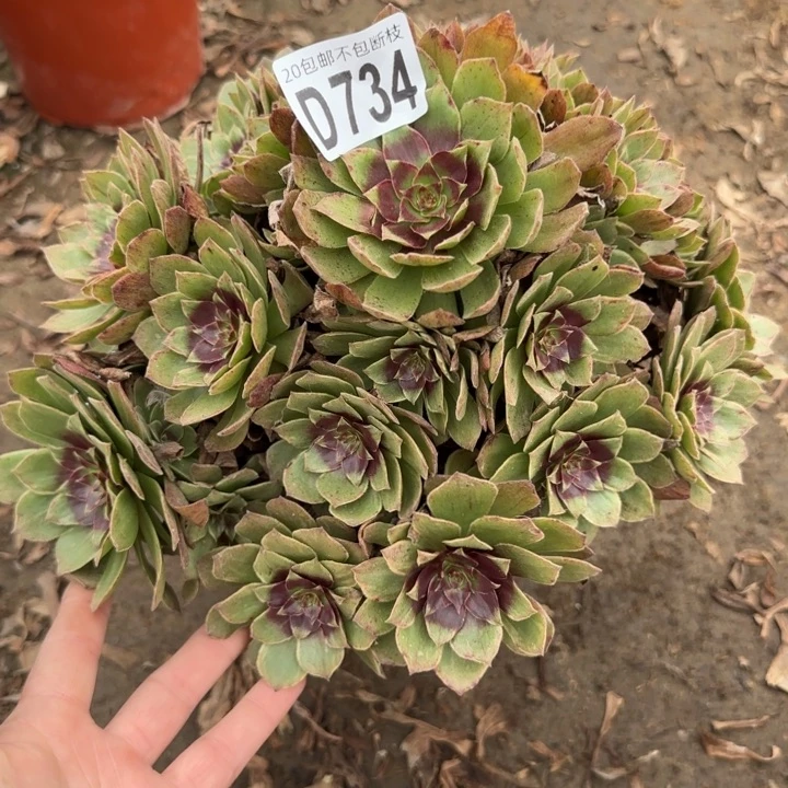 红丝绒……多肉植物……