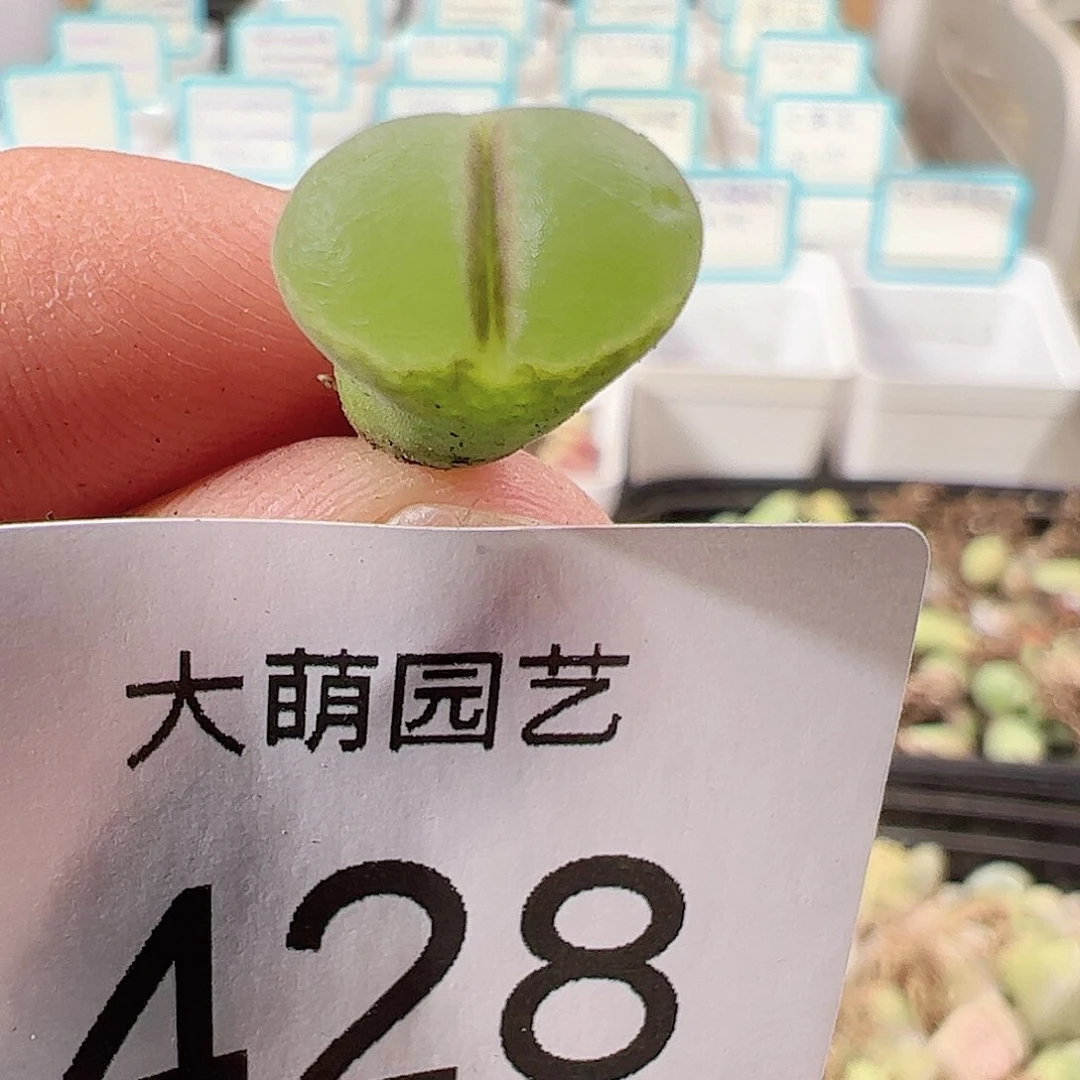 0000428 一物一拍……