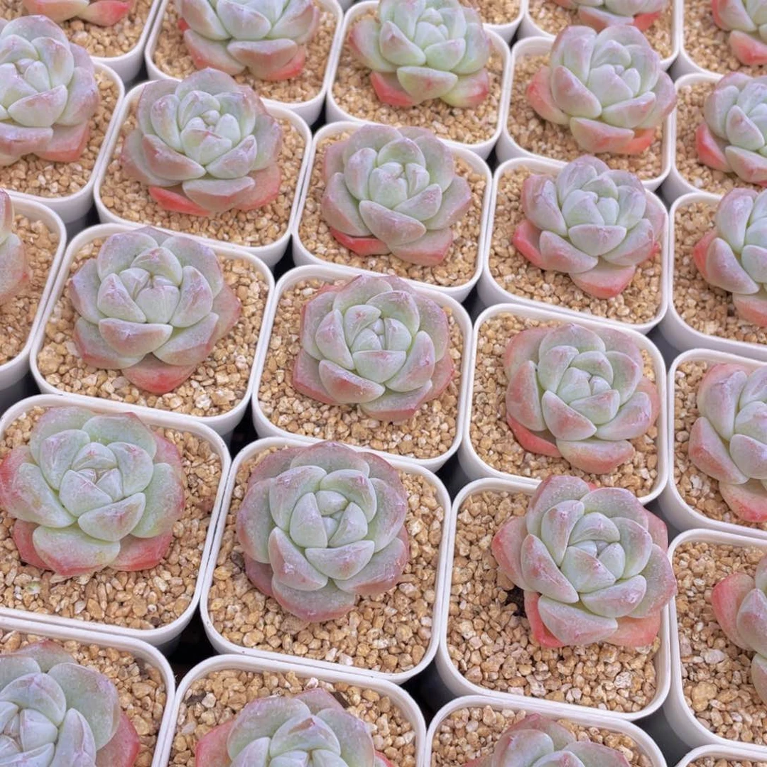 量拍100号 樱花钻石冰玉单头2个