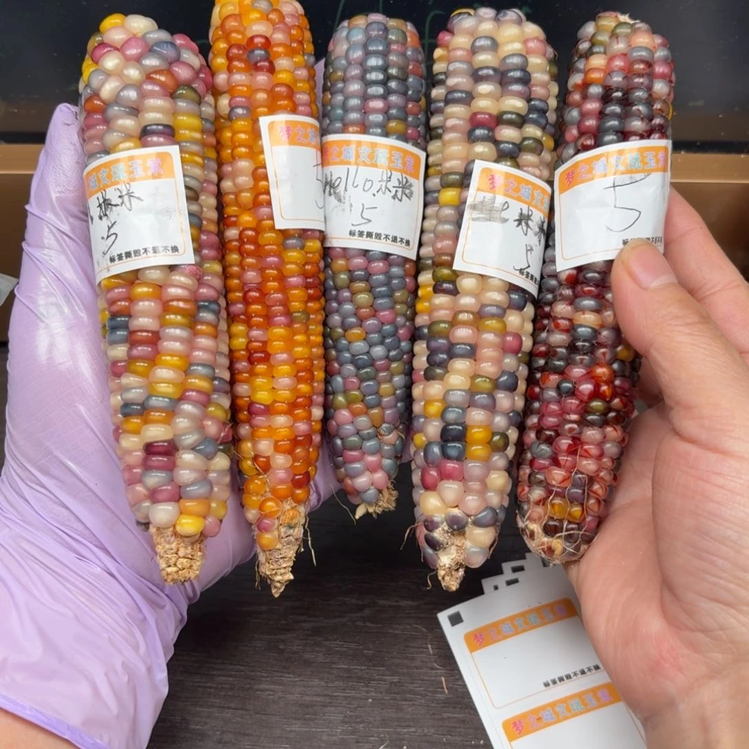 柏香籽/百香籽吊坠H****诺