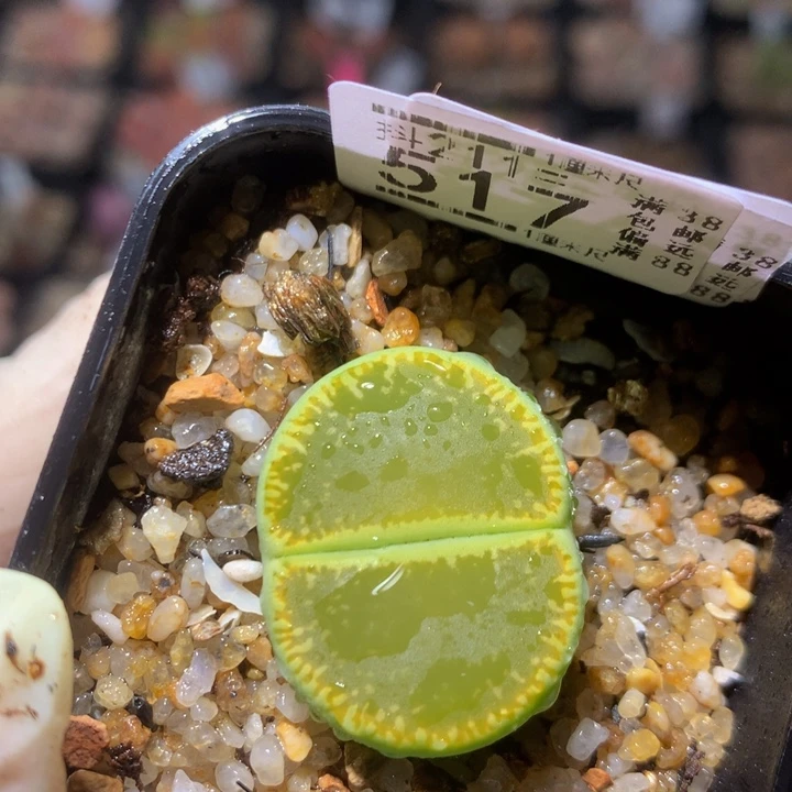 精品生石花211.517