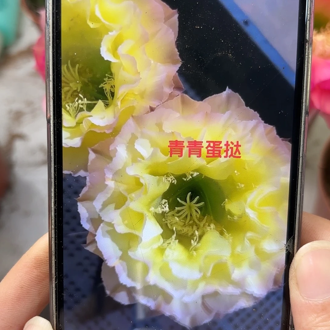 彩草蛋挞7公分左右