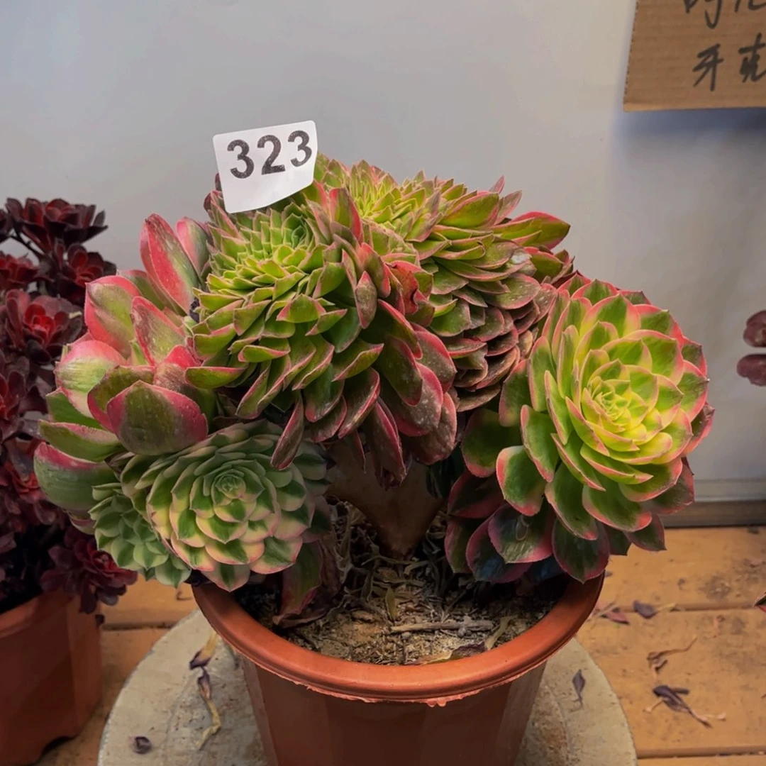 多肉植物海王缀323