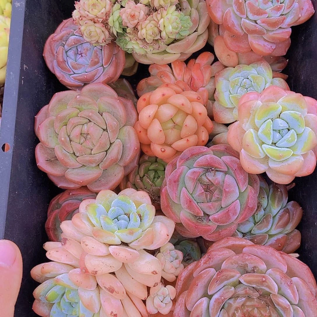 000002量拍保底20颗，大