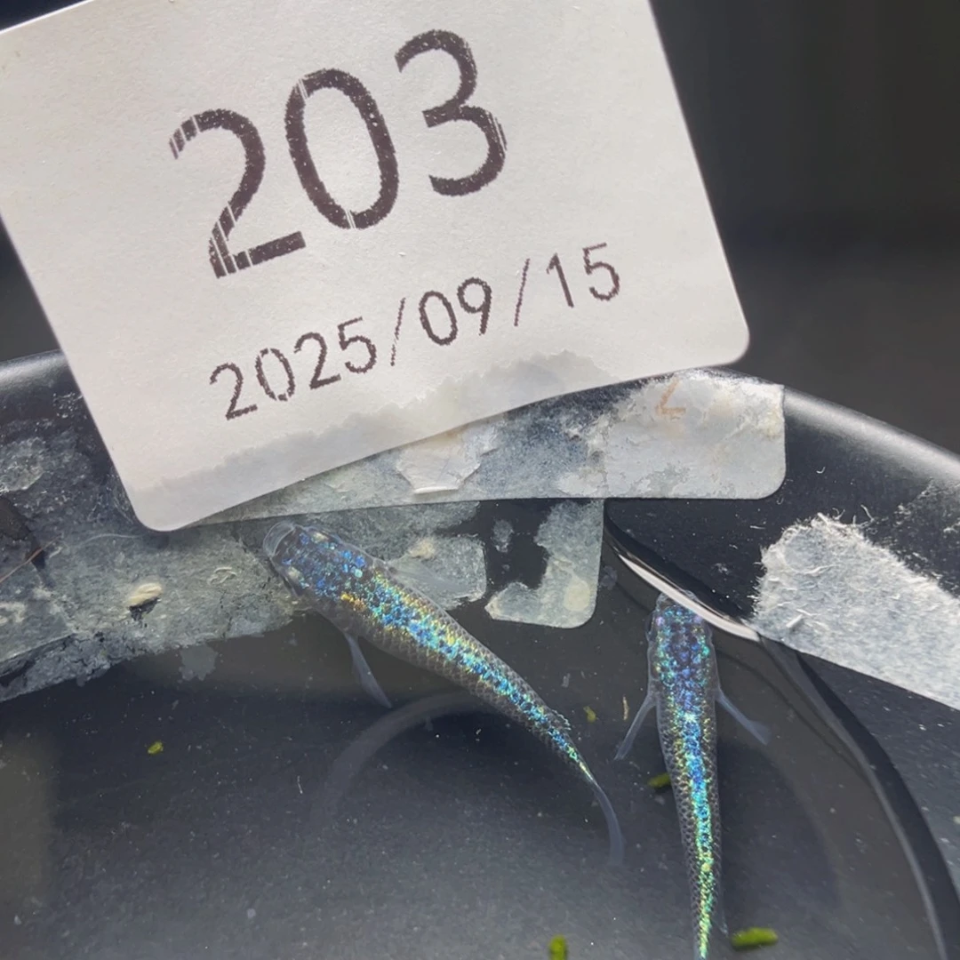 青鳉203海王星无背鳍一对