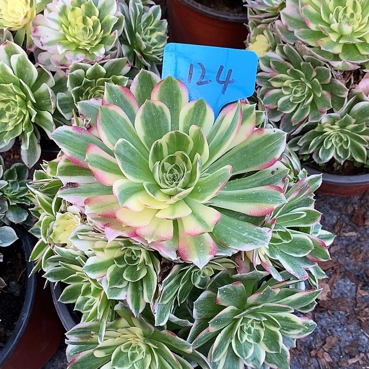 124 一颗海王发誓多肉
