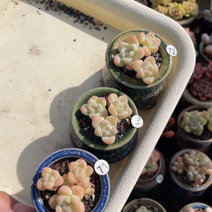 、****一物一拍原盆原土