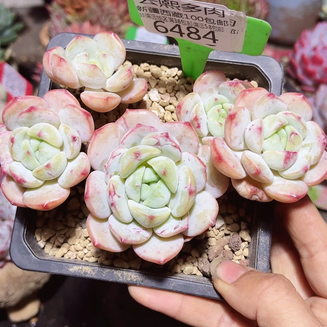 6484香草。