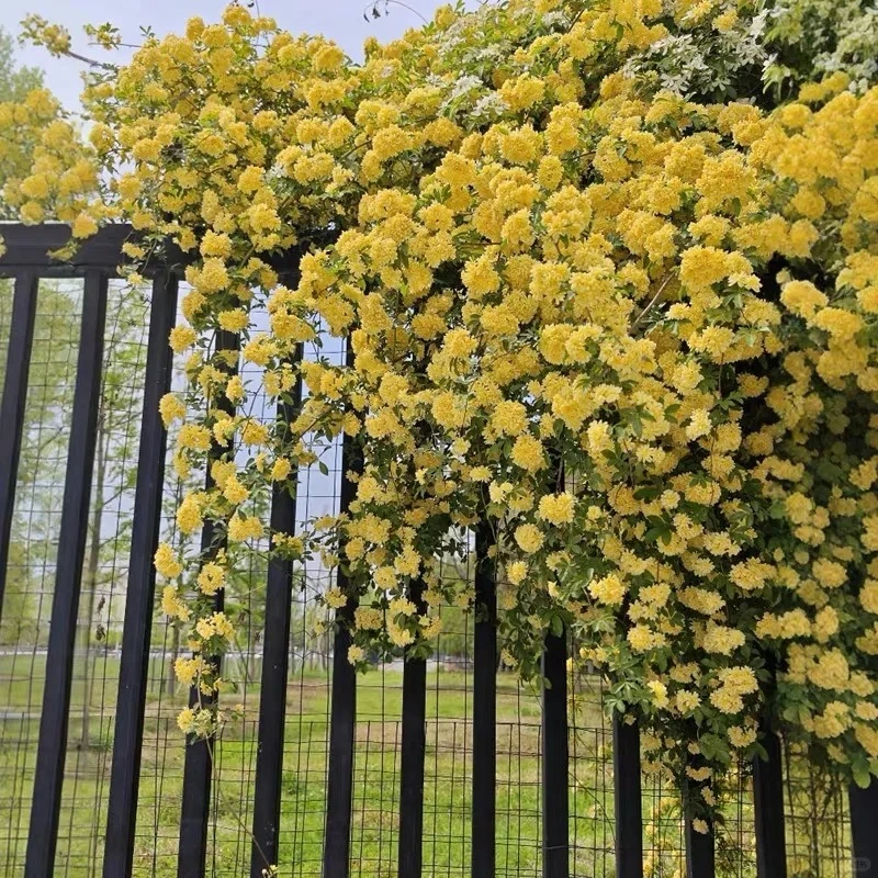 黄木香中苗重瓣蔷薇红白木香庭院爬藤花苗藤本拱门栅栏种植美观