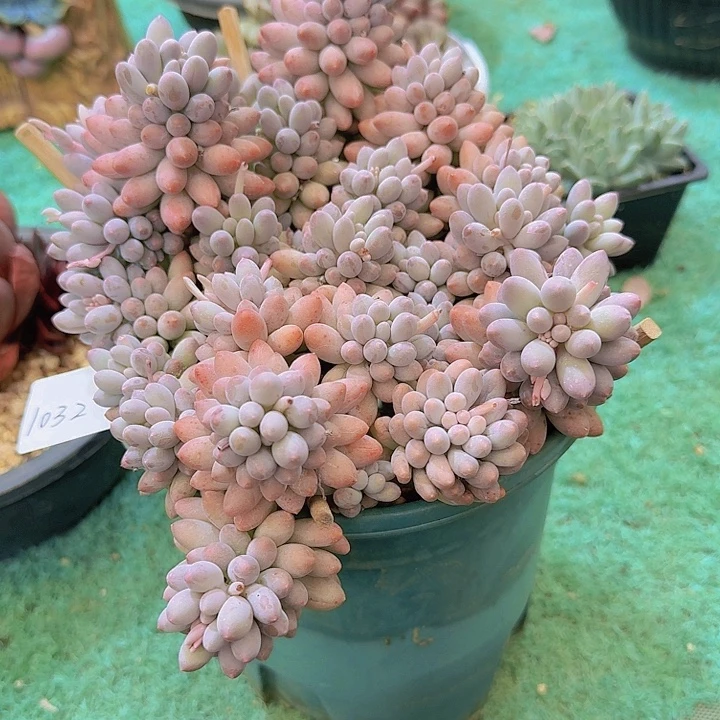 1032婴儿手指多肉