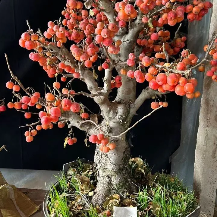 冬红果海棠老桩室内室外阳台庭院