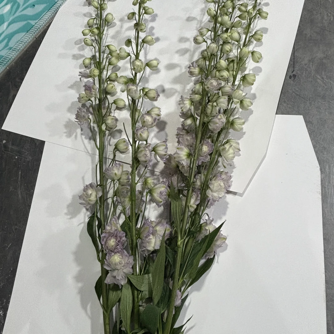 【花甜悦夏优选】秘境大飞燕（百分之十不售后2个订单包邮