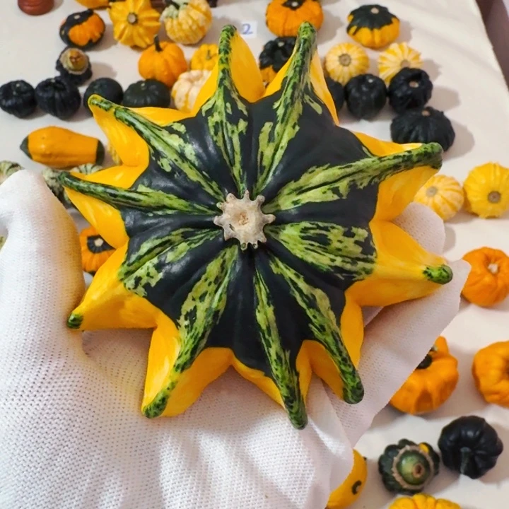 张*平墨西哥七彩葫芦青皮