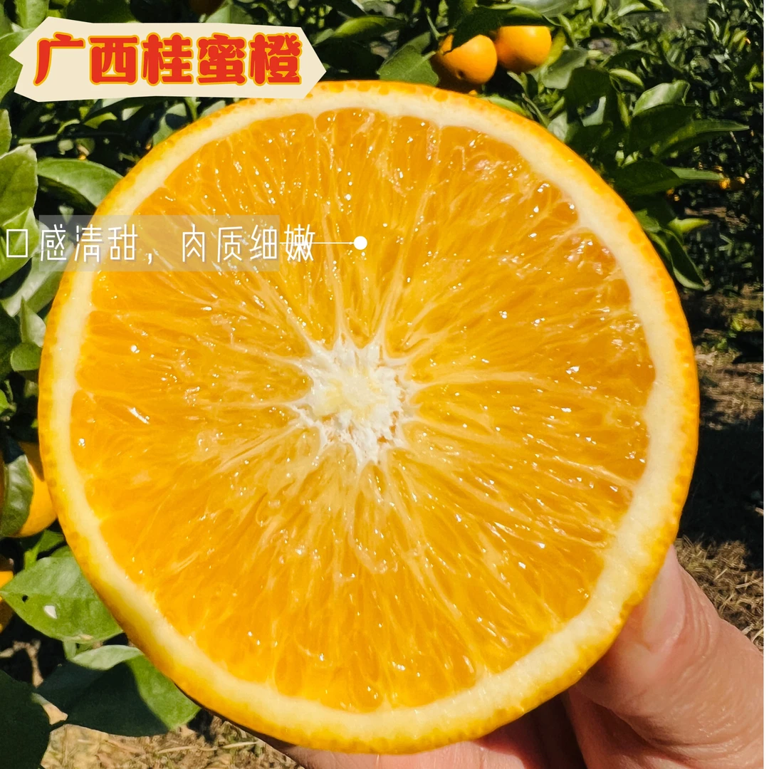 【匠心臻品】广西高端橙子桂蜜橙应季生鲜原产地直发清甜脆口