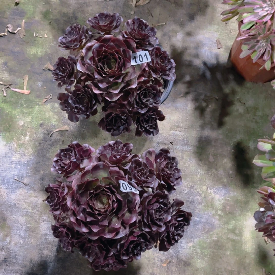 【闪购商品】『****惧美金玫瑰099101多肉