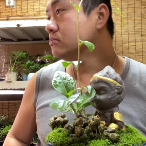 红陶一物一拍所见即所得89