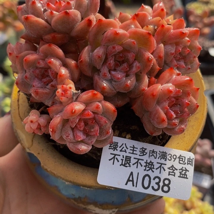 小星星不包整7cm1038多肉植物