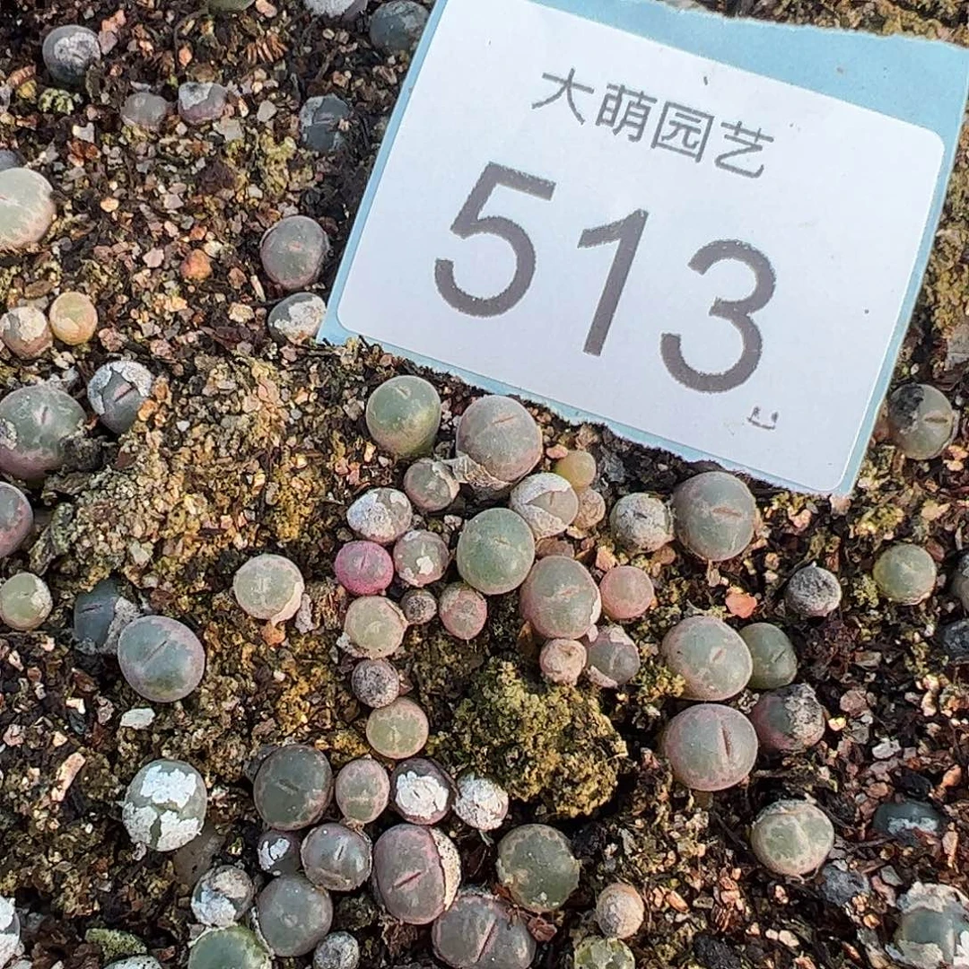 0000513量拍正版安格尼斯之眼风铃1颗尺寸0.6上下介意勿拍