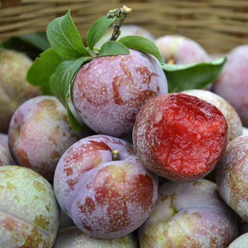 正宗三华李红心李子酸脆李子西梅当季新鲜孕妇水果2/3/5斤