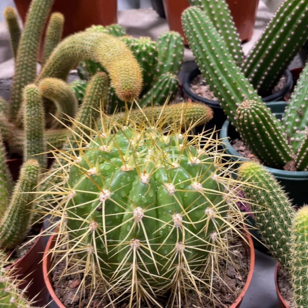 进口毛花住克斯丁一杯大