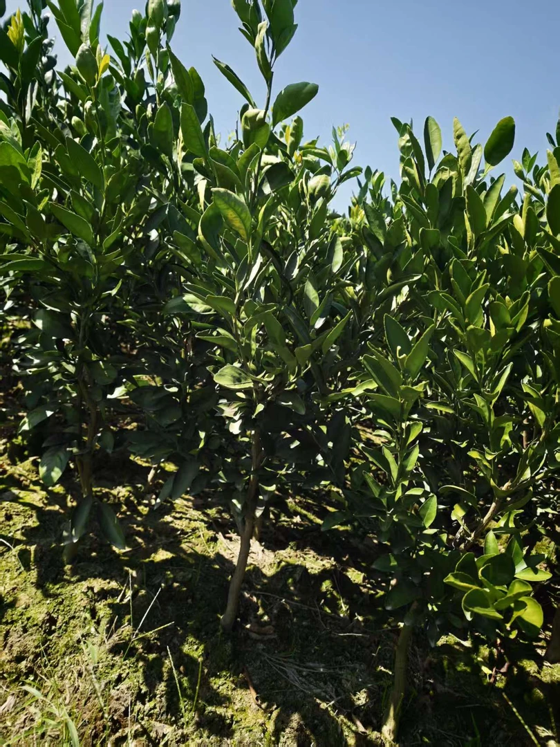 核心产区品种正宗涌泉蜜橘早熟宫川橘苗  盆栽地栽绿植