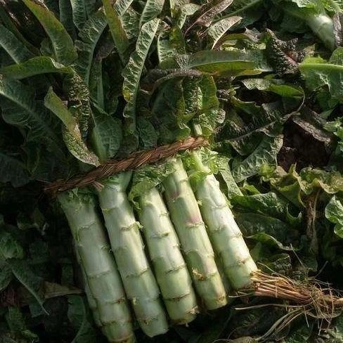 云南高山紫叶莴笋香莴笋3斤5斤
