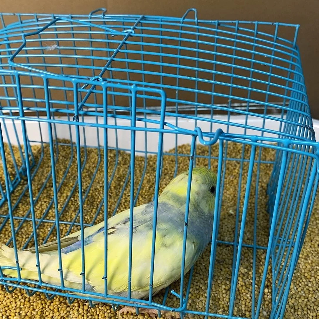 虎皮鹦鹉大头虎皮