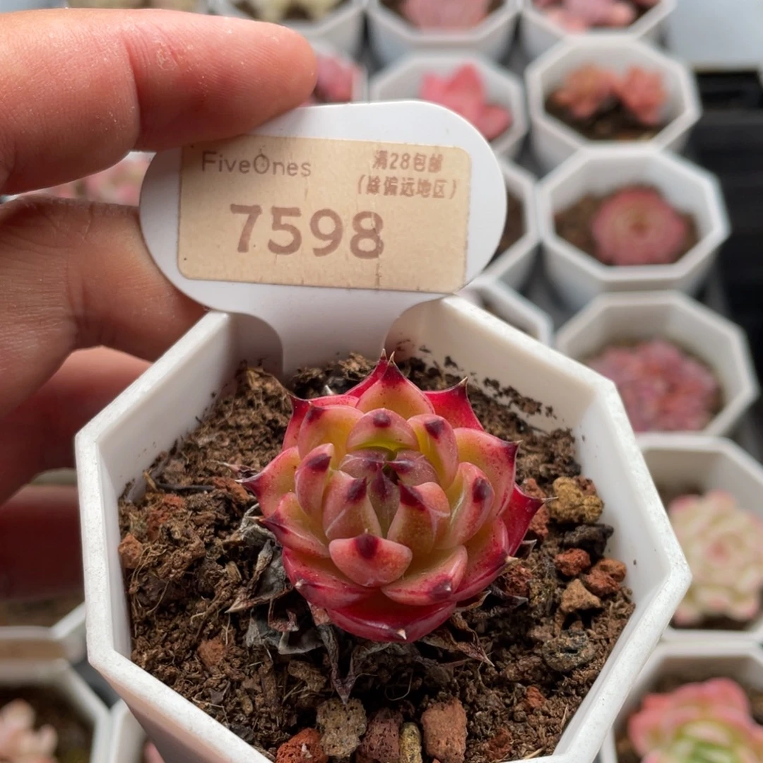 蓝龙7598-3.5厘米