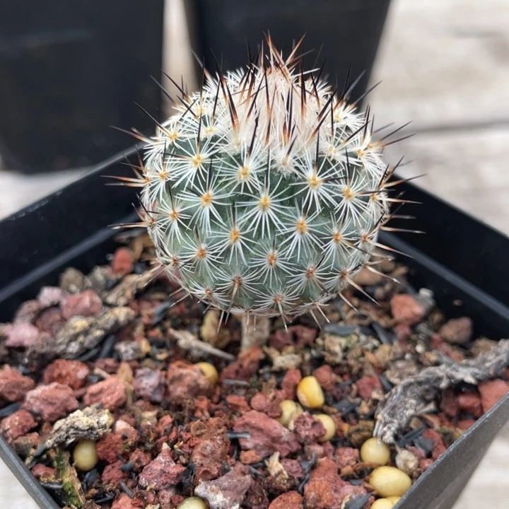 M***g赤花美针玉         折后价