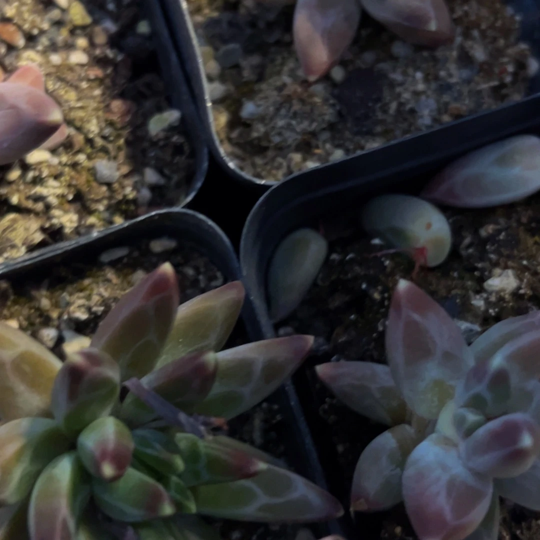 多肉系列植物6颗