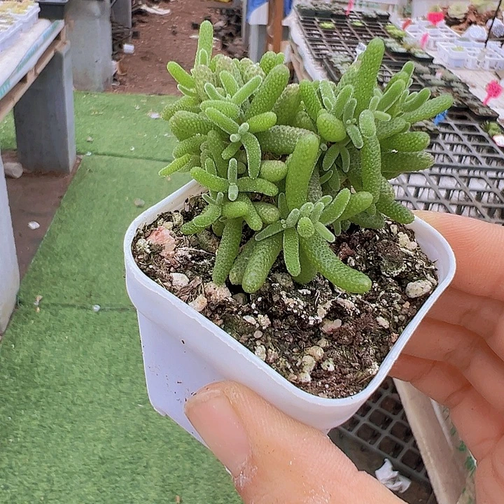 糖球枝干19包邮多肉植物