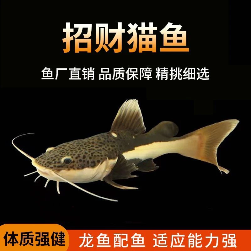 招财猫鱼苗活体红尾鲶鱼热带淡水观赏鱼底层大型肉食鱼