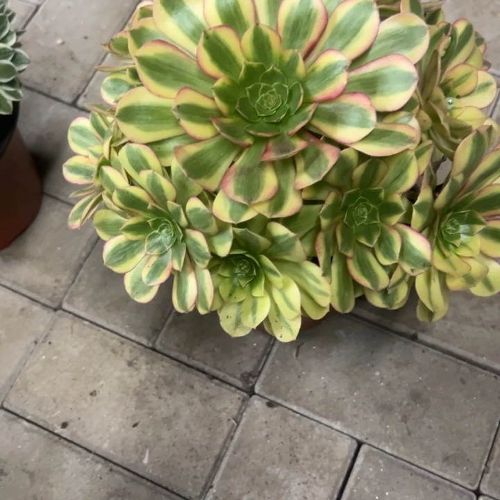 雨荷多肉植物花花