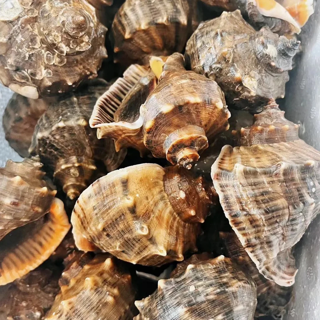 5斤大连本地海螺顺丰包邮