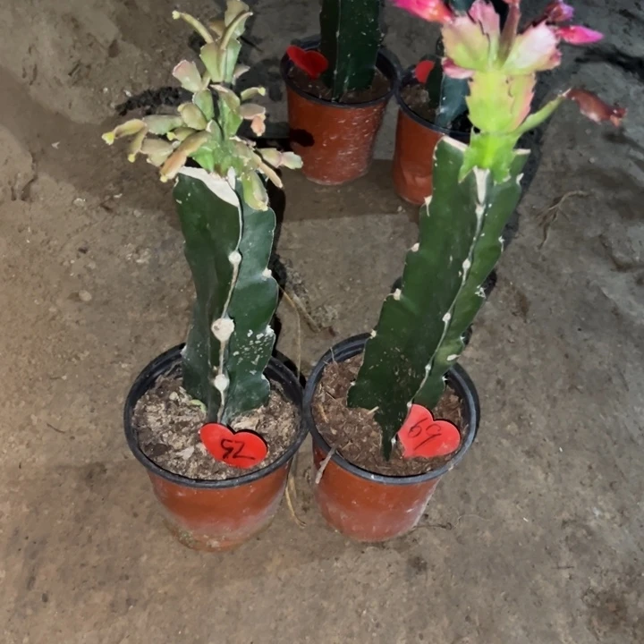 茉***莉当前无花栽培后可以开花058  52  083  69