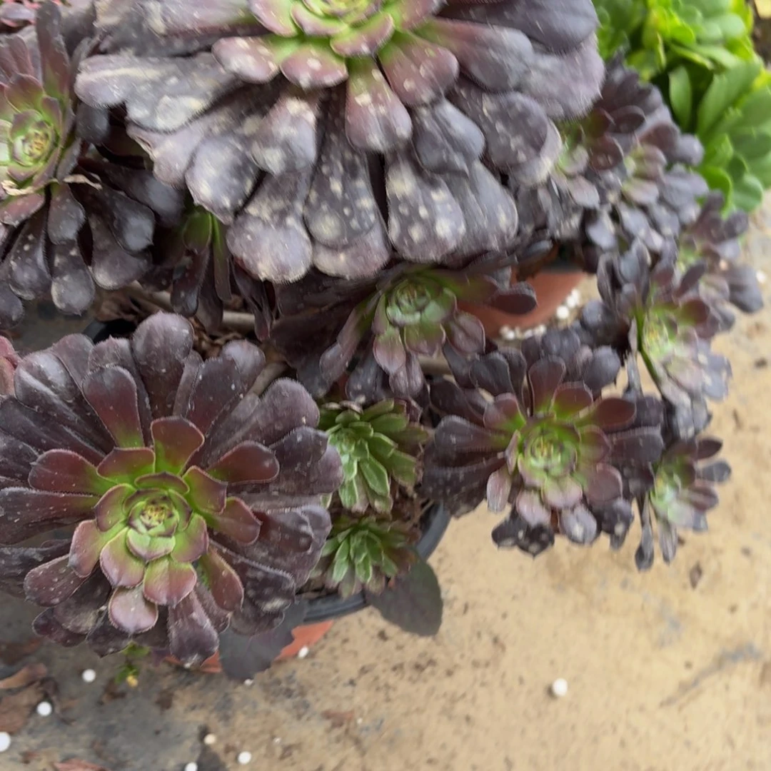 484多肉植物捧花的