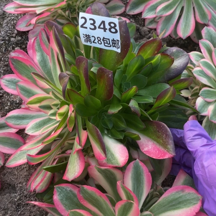 2348二号棚女巫多肉植物I