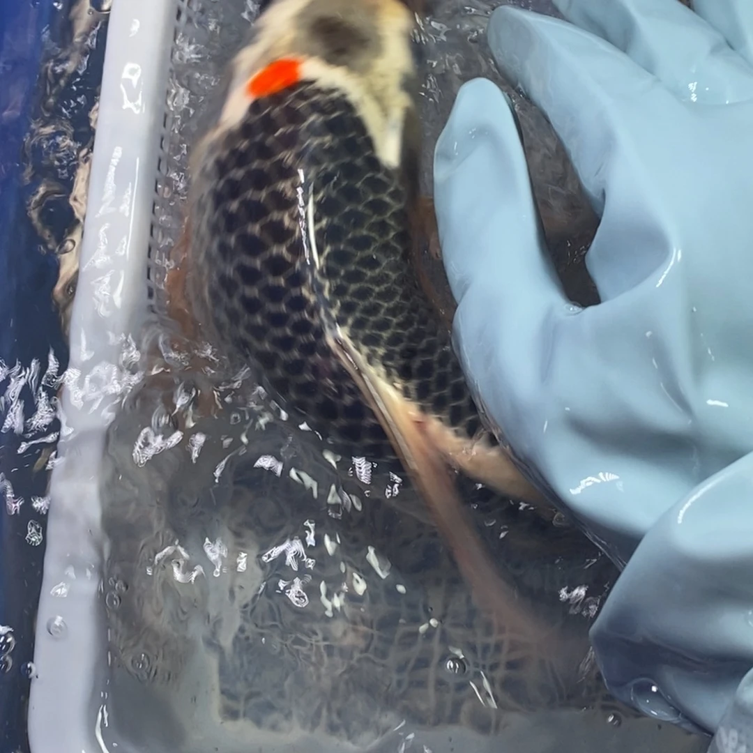 锦鲤冷水锦鲤包邮