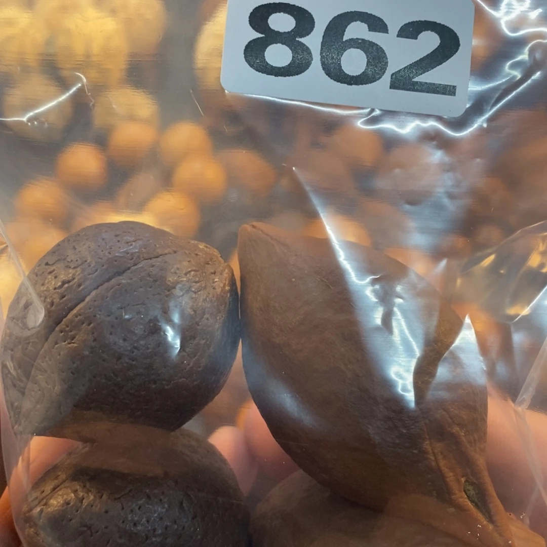 草珠菩提吊坠2***6文化交流