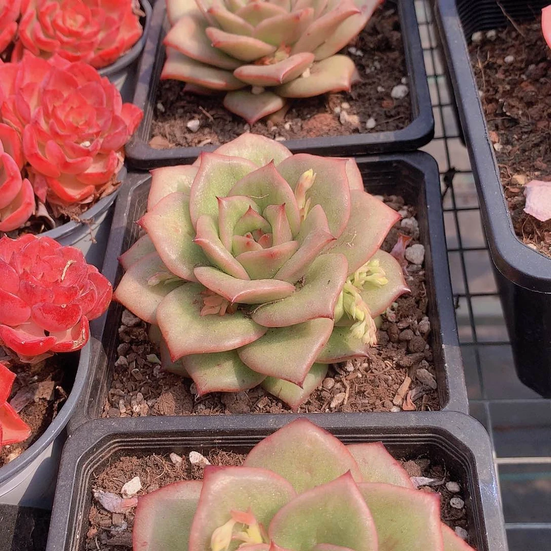 蔷薇锦2356778899900