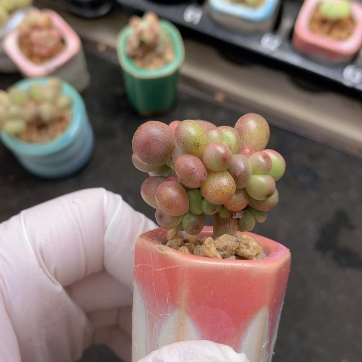 034 苹果美人 群生 木质老桩