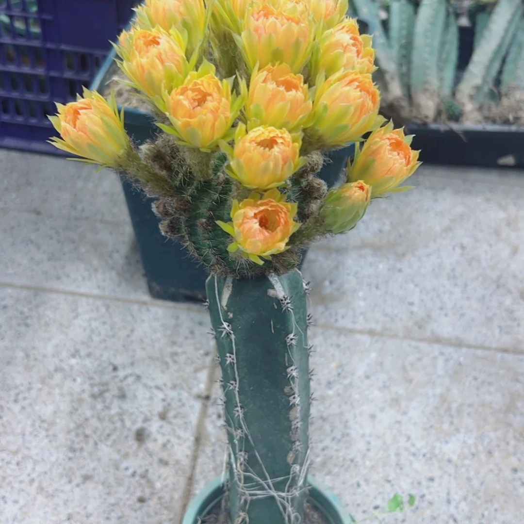 下30嫁接丽花斑点歪掰花脱土发货