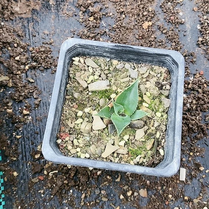 【闪购商品】无花朵开**好龙舌兰Eb妖炎