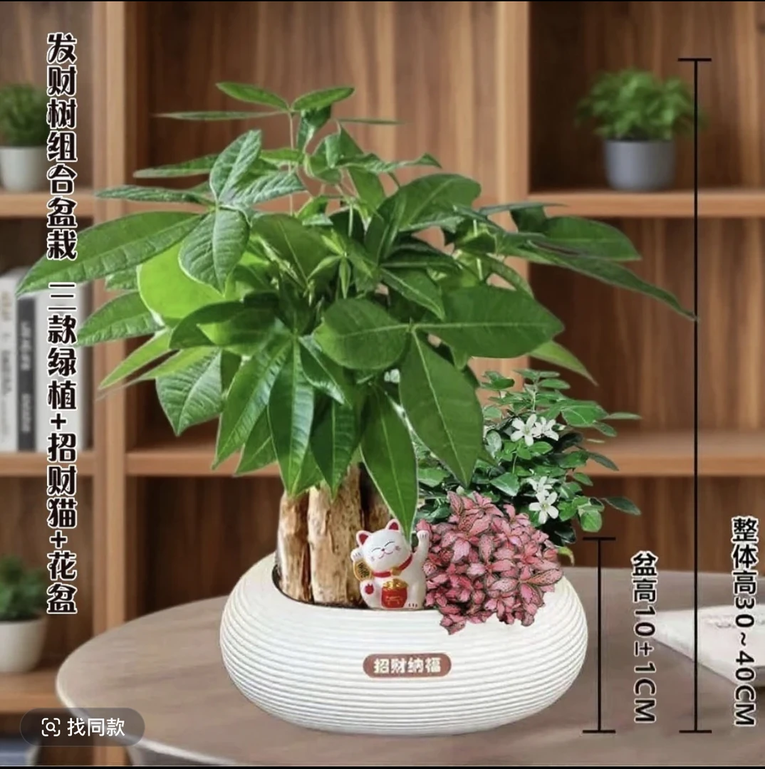 【发财树组合】三杆发财树九里香网纹草室内绿植花卉基地好养护绿植