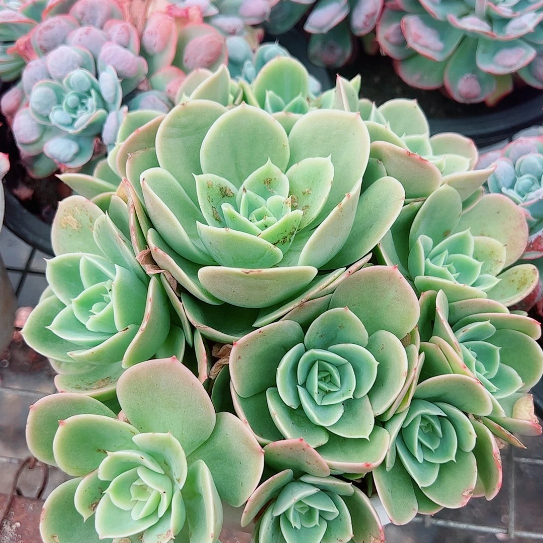 欣娜塔多头群生老桩
