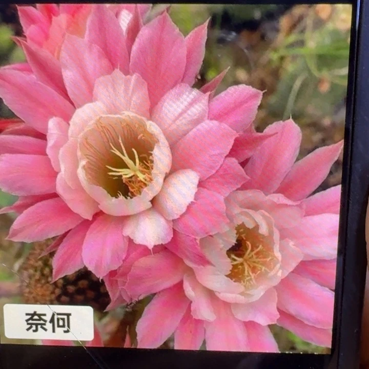 361金妞奈何歪4公分左右无根侧牙，20包邮