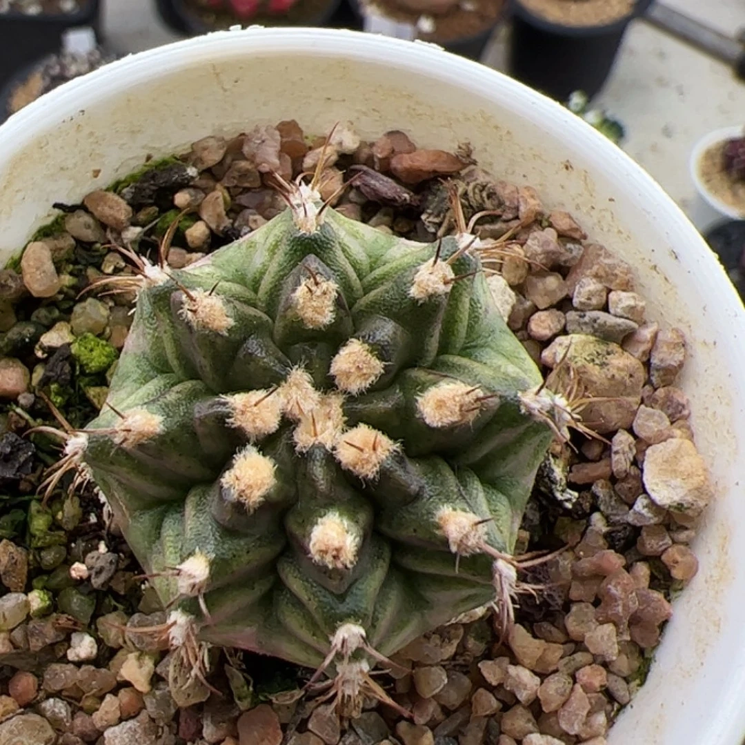 当前无花朵，栽培后可花朵