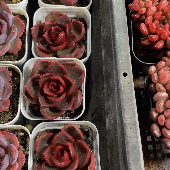 红灯4.8带盆土发货